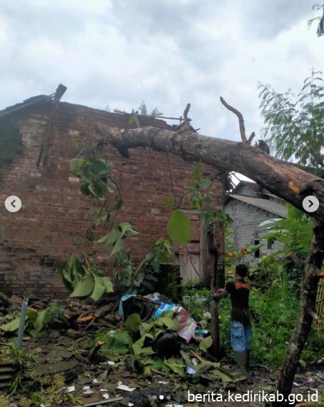 BPBD Kabupaten Kediri Melaksanakan Penanganan Pohon Tumbang Akibat Cuaca Ekstrim Angin Kencang di Desa Banyakan Kecamatan Banyakan