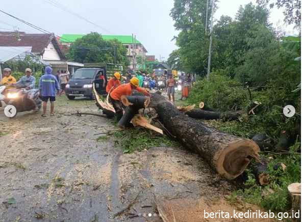 BPBD Kabupaten Kediri Melaksanakan Penanganan Pohon Trembesi Tumbang di Plemahan